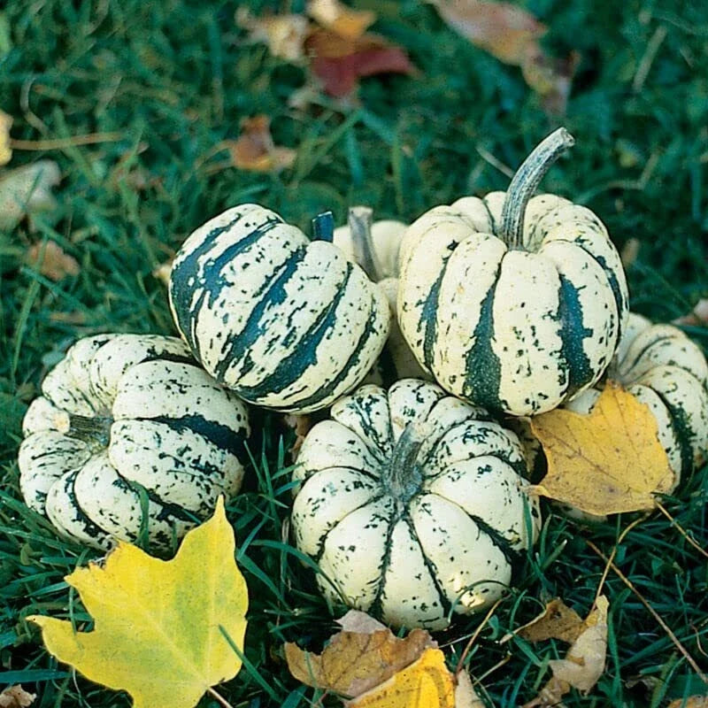 Sweet Dumpling Squash Seeds - 20 Pack, Cream and Green Striped, Cucurbita pepo, for Planting, Fall Harvest, Garden or Container