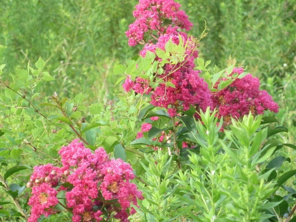 Crape Myrtle Flower Seeds - Pink, Purple, Red, White - Lagerstroemia indica, Ornamental Tree Seeds for Garden, Landscaping
