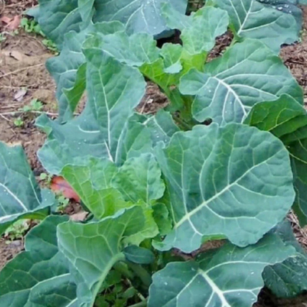 Georgia Collard Seeds - 400+ Heirloom Brassica oleracea for Spring & Fall Planting