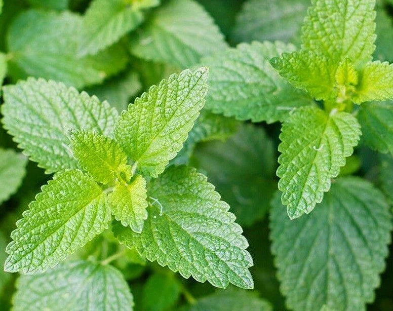 Catnip Seeds 1000+ Perennial Herb - Nepeta cataria for Garden | Kitty Meow