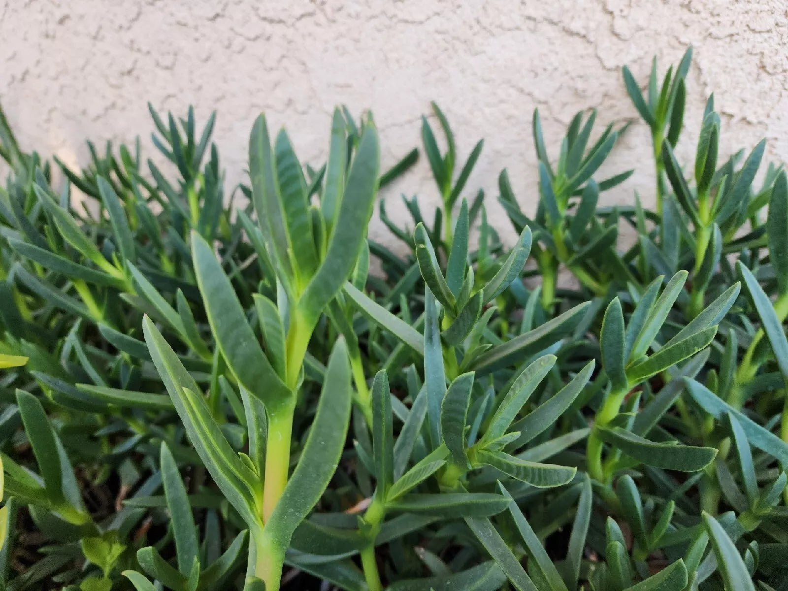 Live Ice Plant Cuttings 48 Pack for Ground Cover, Drought-Resistant Delosperma spp. Succulent Plant for Garden and Landscaping