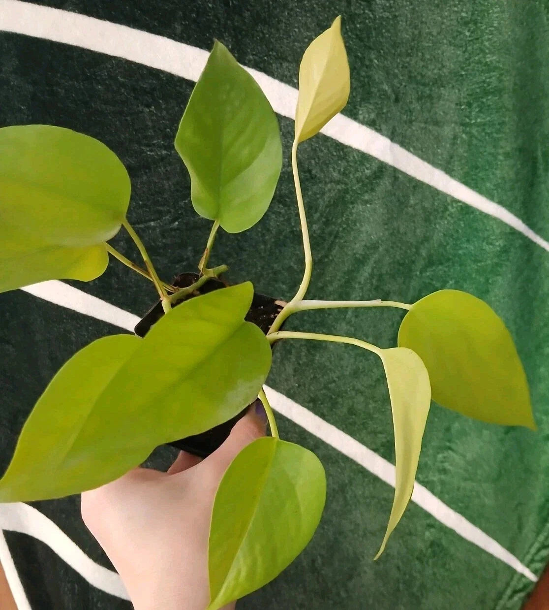 Neon Pothos Plant - 6-Inch Potted Epipremnum aureum - Vibrant Green Indoor Houseplant for Home & Office