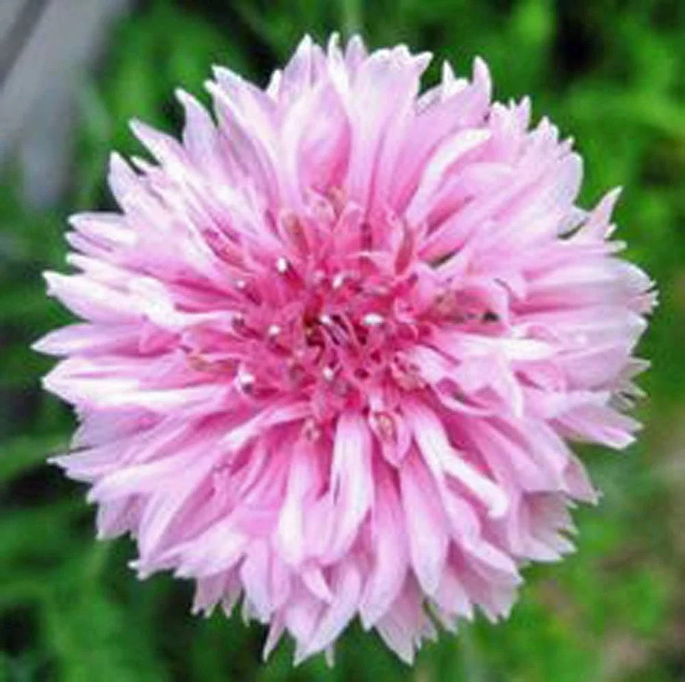 Bachelor Button Seeds 1000 Count Tall Pink Variety Centaurea cyanus Bright Blooms for Gardens