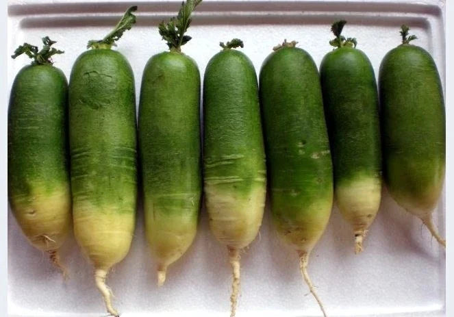 Green Radish Seeds - Chinese Green Luobo, Raphanus sativus var. longipinnatus, 150 Seeds, Fast-Growing, Crisp, Vibrant Green Skin