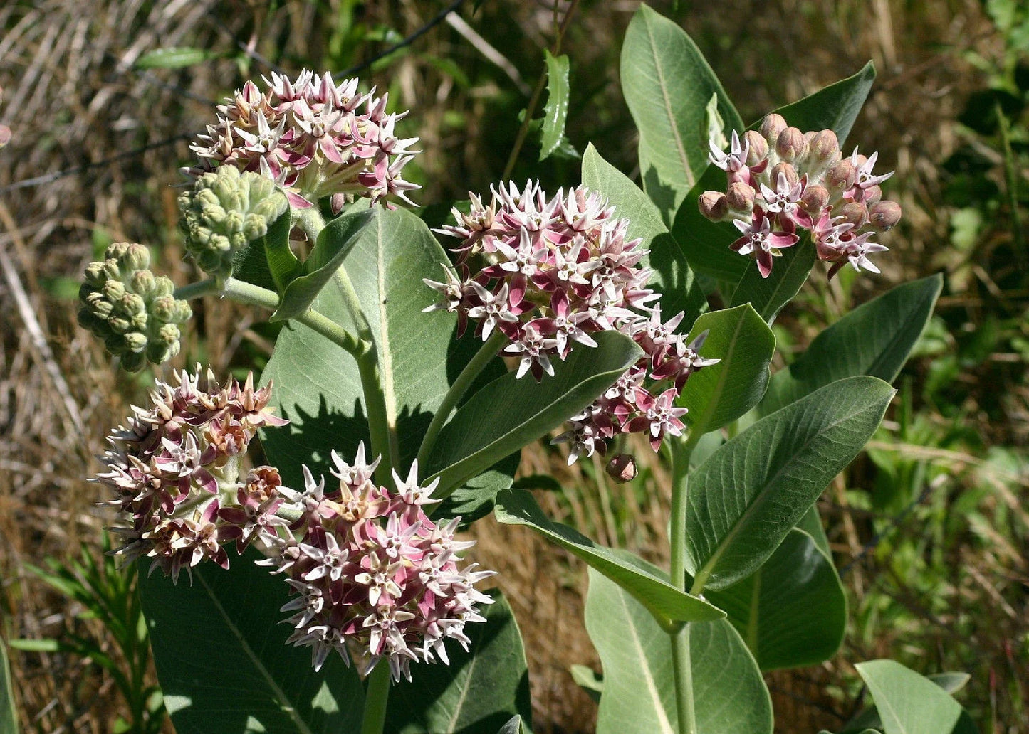 Showy Pink Milkweed Seeds - Native Asclepias speciosa for Butterfly Gardens, Pollinator Attractant, 60 Seeds