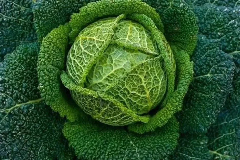 Savoy Perfection Cabbage Seeds - 1000+ Heirloom Non-GMO Brassica oleracea var. capitata