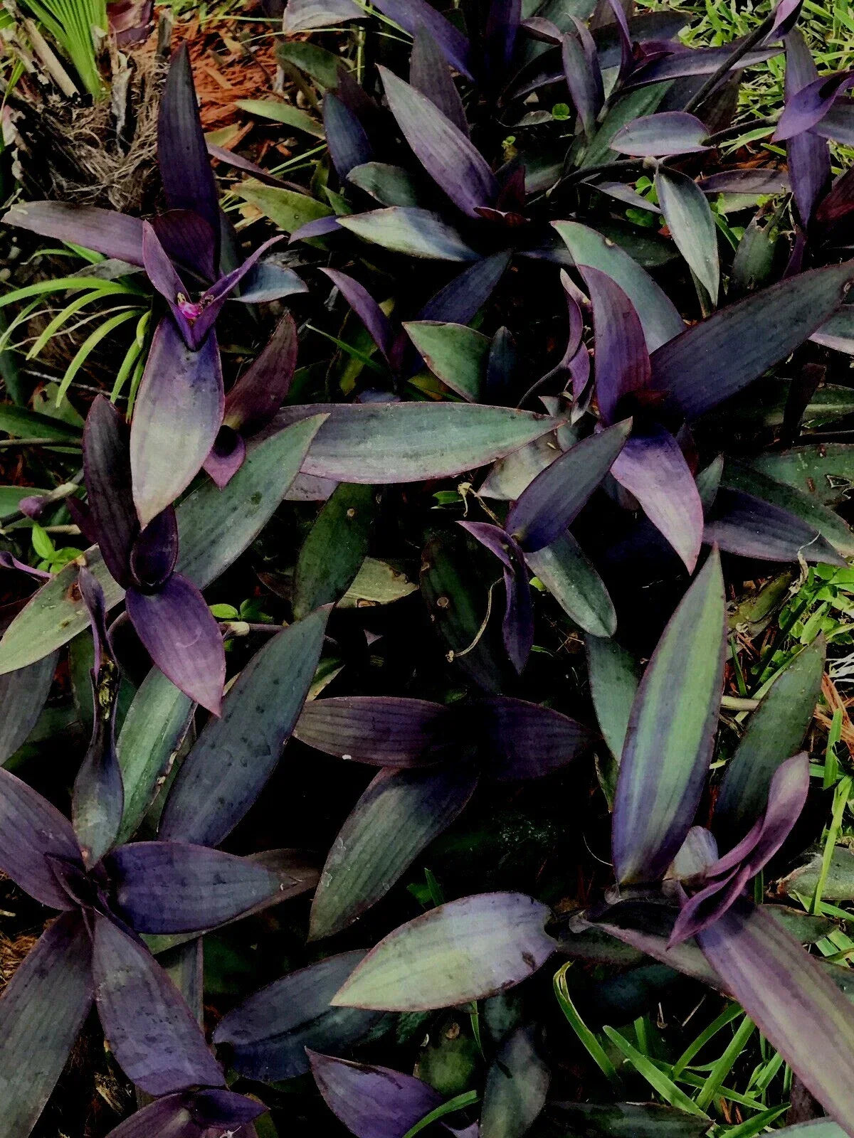 Purple Wandering Jew Tradescantia Zebrina Houseplant Cuttings - 6 Cuttings Over 6 Inches