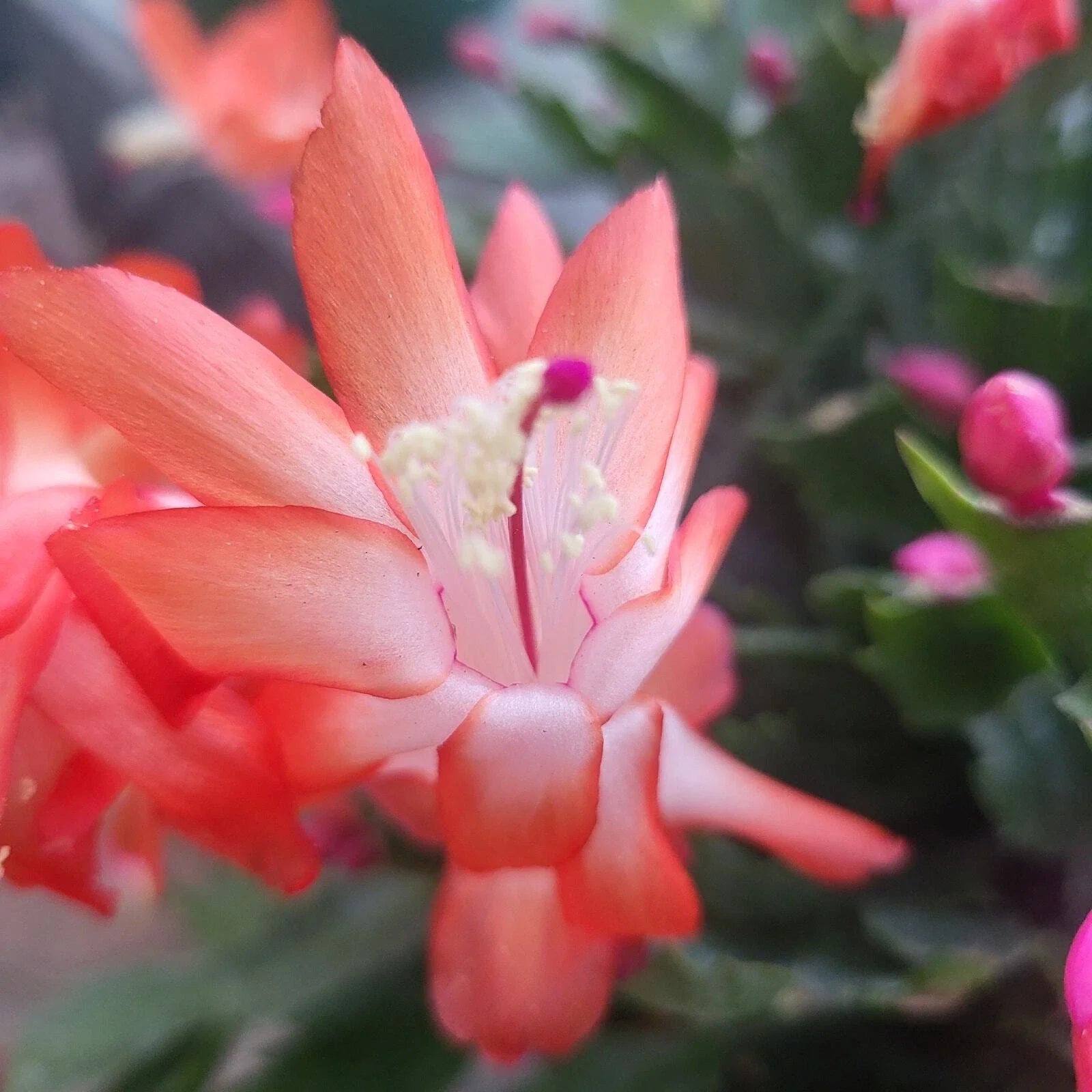 Jungle Holiday Cactus Cuttings - Thor Olivia Schlumbergera Truncata Epiphytic Plant for Indoor & Outdoor Gardening
