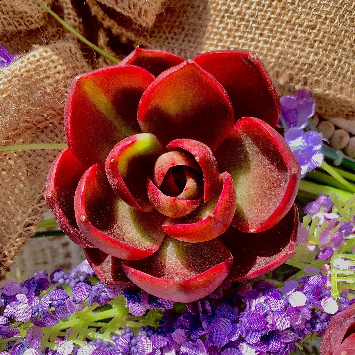 Live Succulent Bare Root Plant 'Red Light' – Echeveria Hybrid for Indoor, Office, Wedding Decor