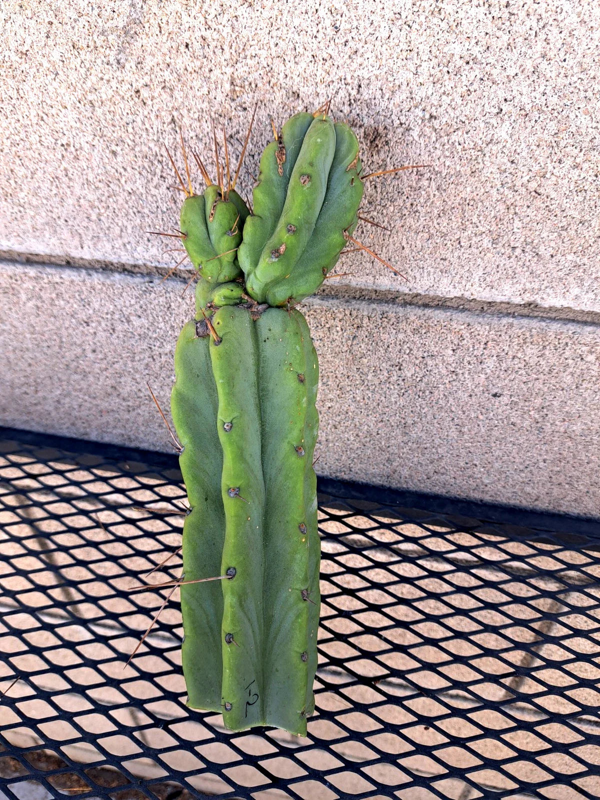 Cereus Bridge Cactus Cutting - 9.5" - Unique Variety - Cereus peruvianus - Indoor Outdoor Drought-Tolerant Succulent