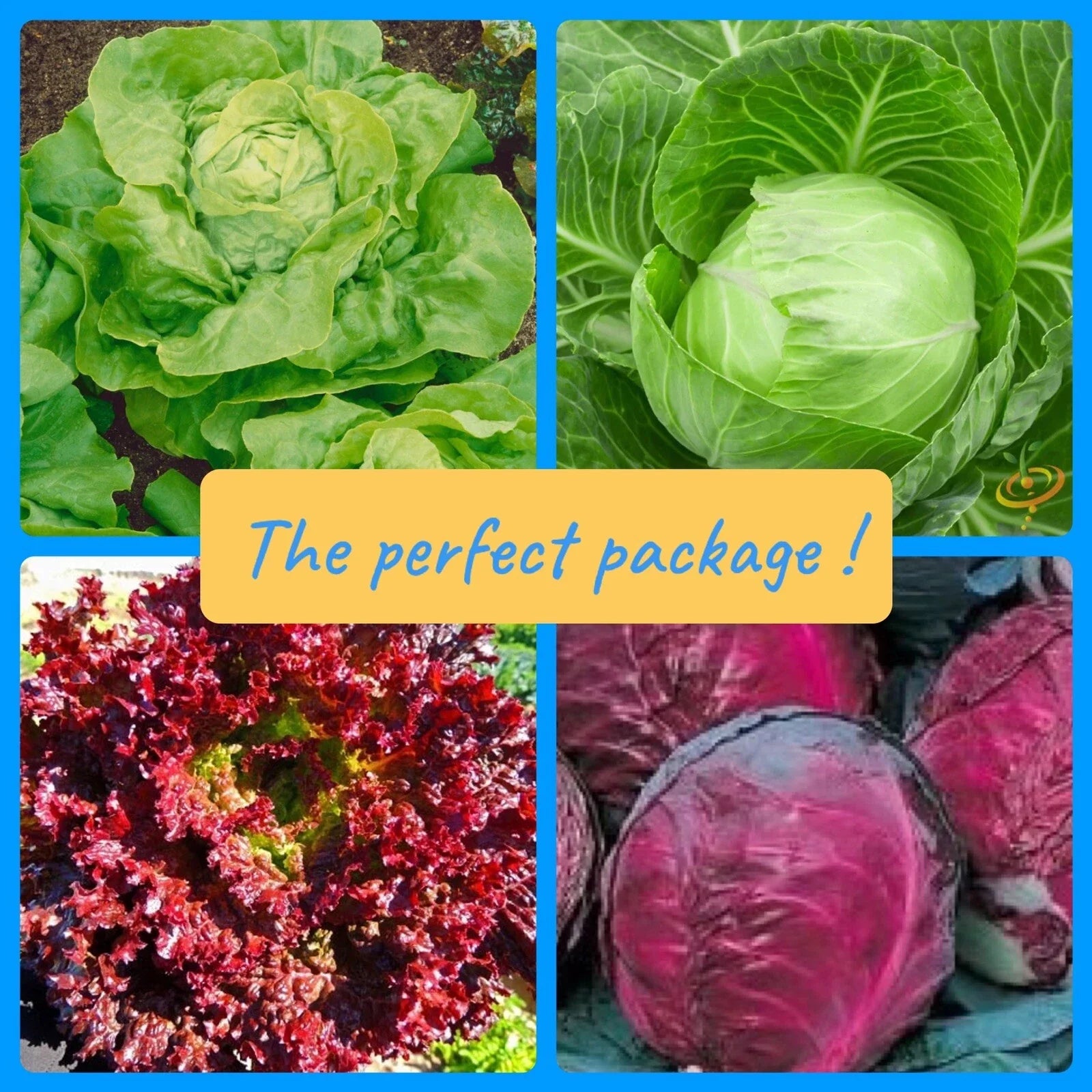 Rare Vegetable Seeds Collection – Red & Golden Cabbage, Red & Golden Lettuce – Brassica oleracea, Lactuca sativa