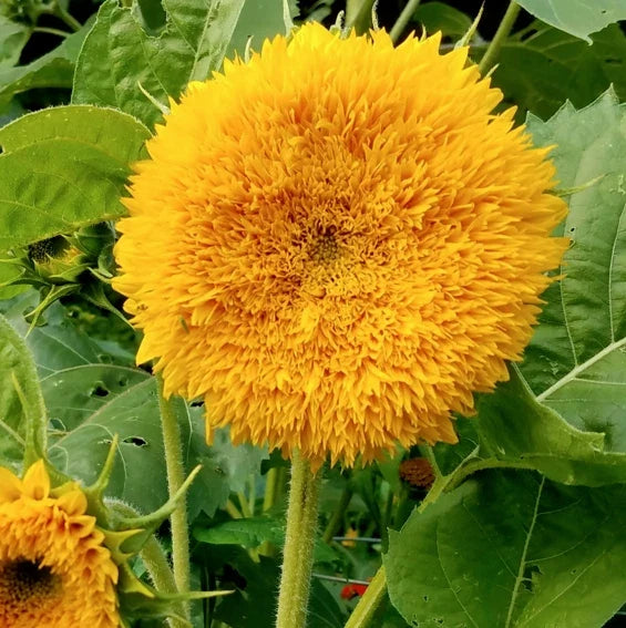 Tall Teddy Bear Sunflower Seeds | Giant Sungold Big Gold Helianthus annuus | 4-5 ft Tall Planting Pack