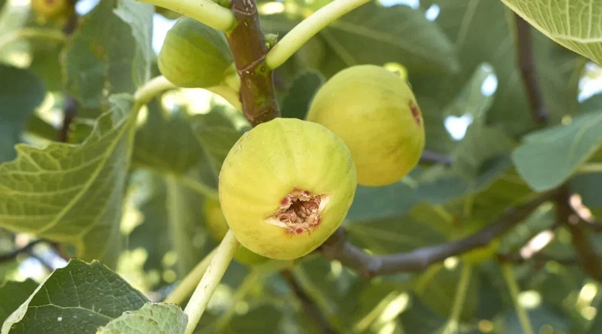 Marseille Fig Seeds - 100+ Pack for Gardening - Ficus carica - USA Grown