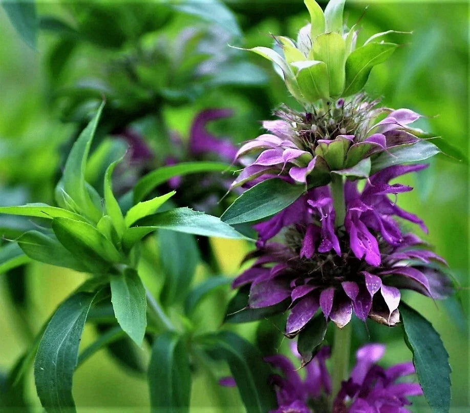 Purple Lemon Mint Bee Balm Seeds - Organic Monarda citriodora Herb Seeds for Pollinator Gardens, Culinary & Herbal Uses
