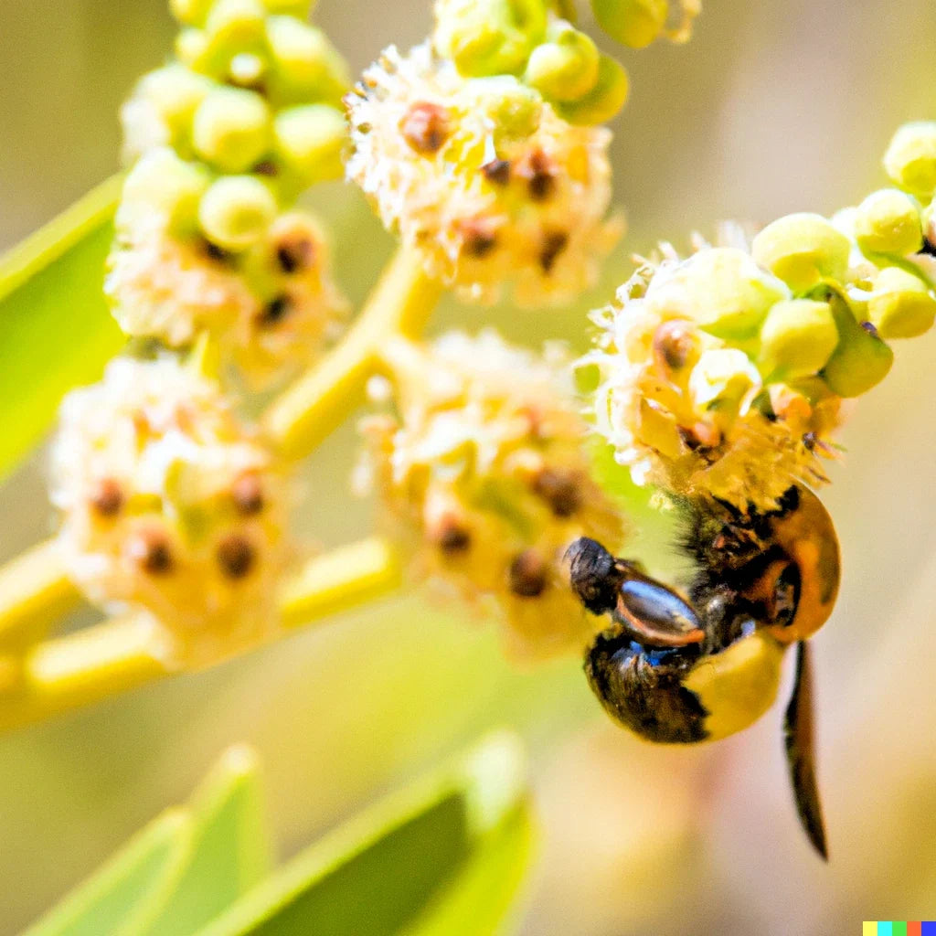 Bee Tree Seeds - Euodia danielli, Rare Pollinator Attracting Plant for Honey Production, 20 Seeds