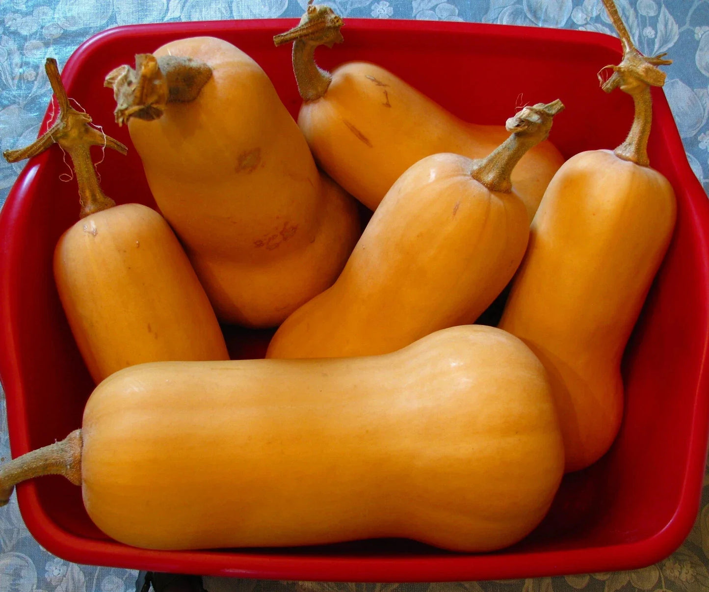Butternut Squash Seeds - 50 Count Heirloom Cucurbita moschata Vegetable Seeds for Gardening