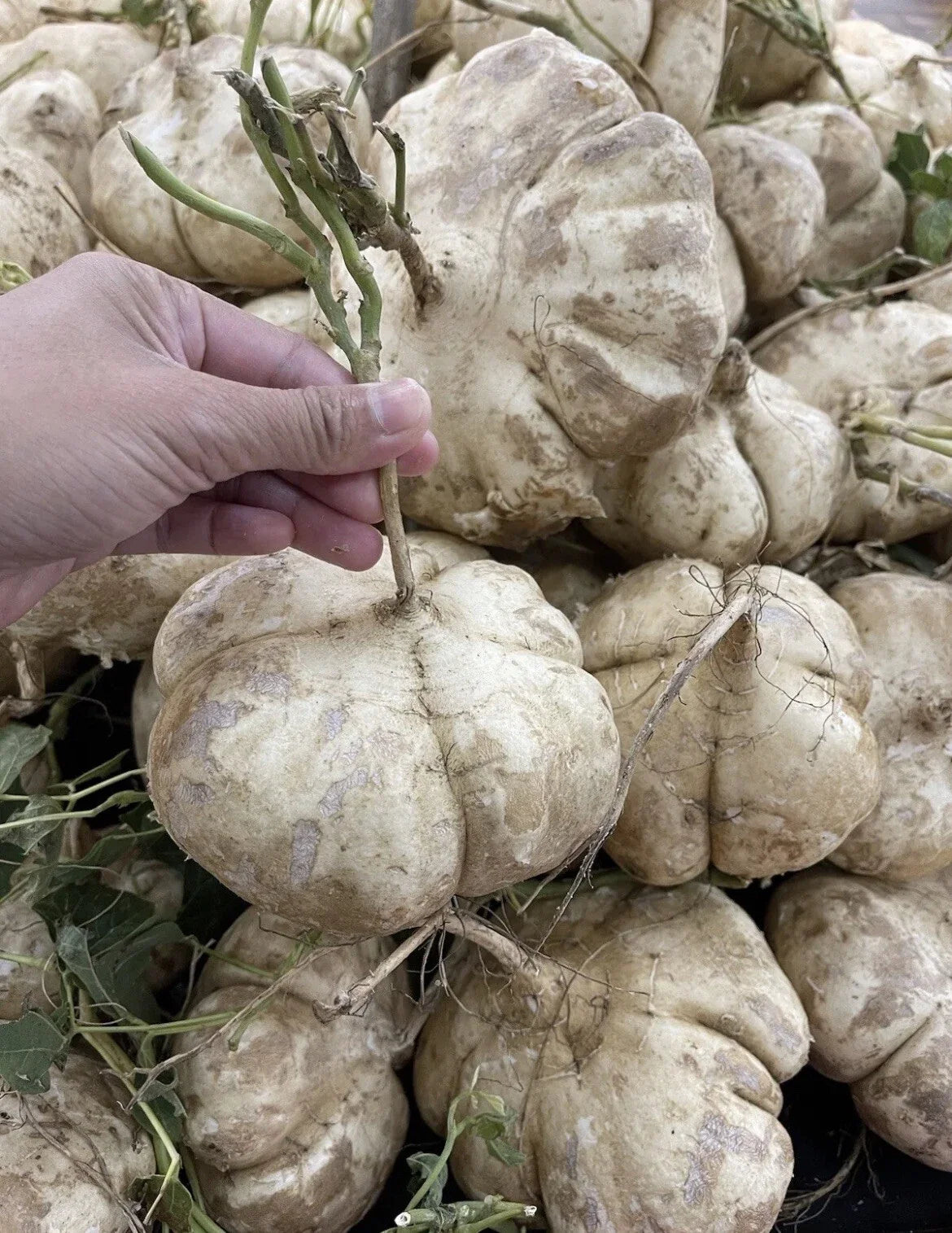 Jicama Seeds for Planting - Non-GMO Pachyrhizus erosus - Root Vegetable for Home Gardens and Containers