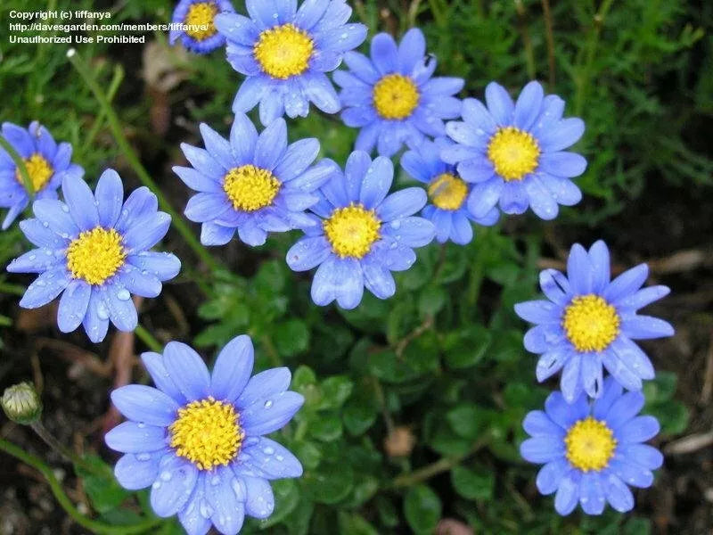 Felicia Blue Daisy Seeds 100 Kingfisher - Felicia amelloides Blue Flower Seeds for Garden