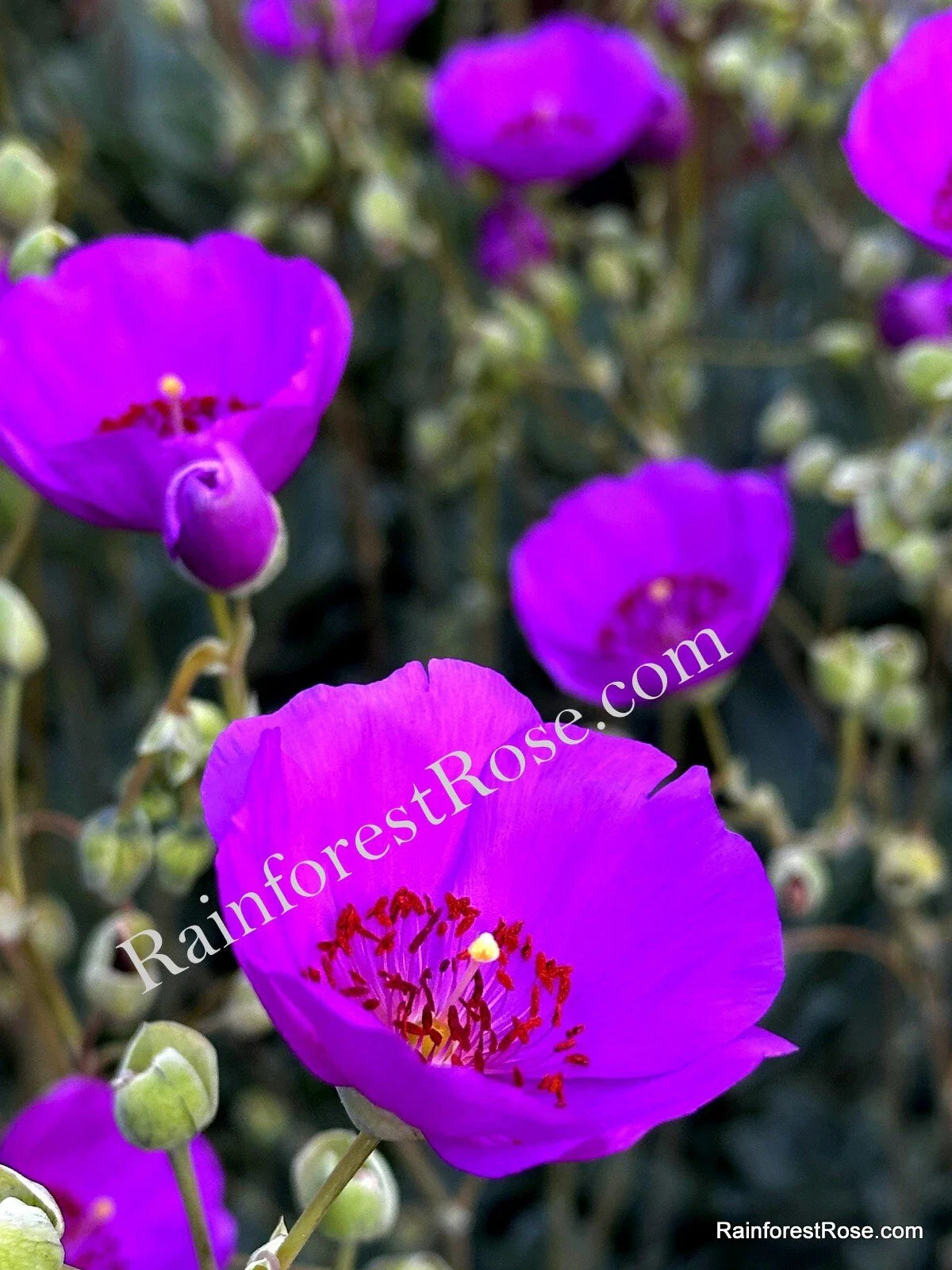 Purple Calandrinia Spectabilis Cuttings - 10 Fast Growing Rock Purslane Propagation Plants