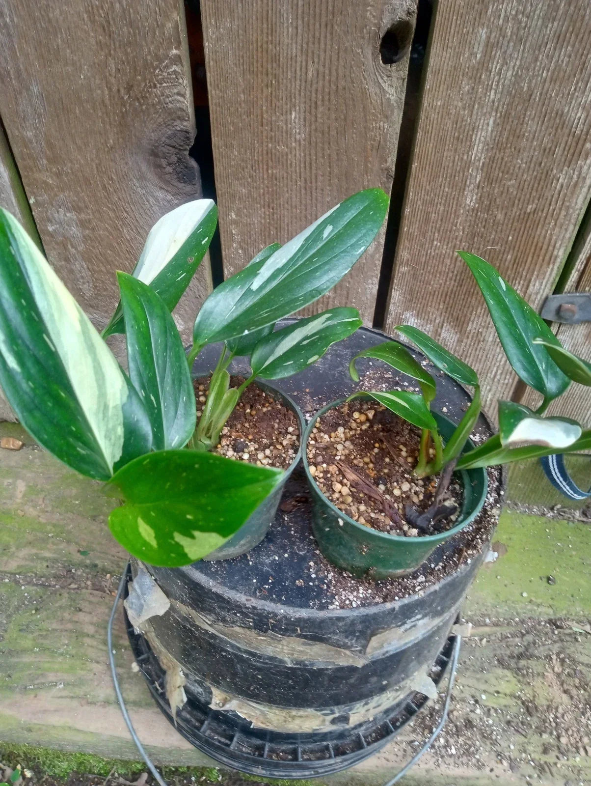 Variegated Monstera Standleyana Potted Plant - Fully Rooted 3.2 Inch Pot Indoor Houseplant