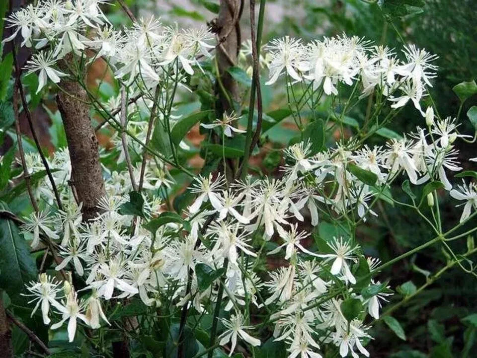 Sweet Autumn Clematis Cuttings - 10 Fragrant Vines - Terniflora Clematis - Deciduous Climbing Vine for Garden, Fence, Arbor