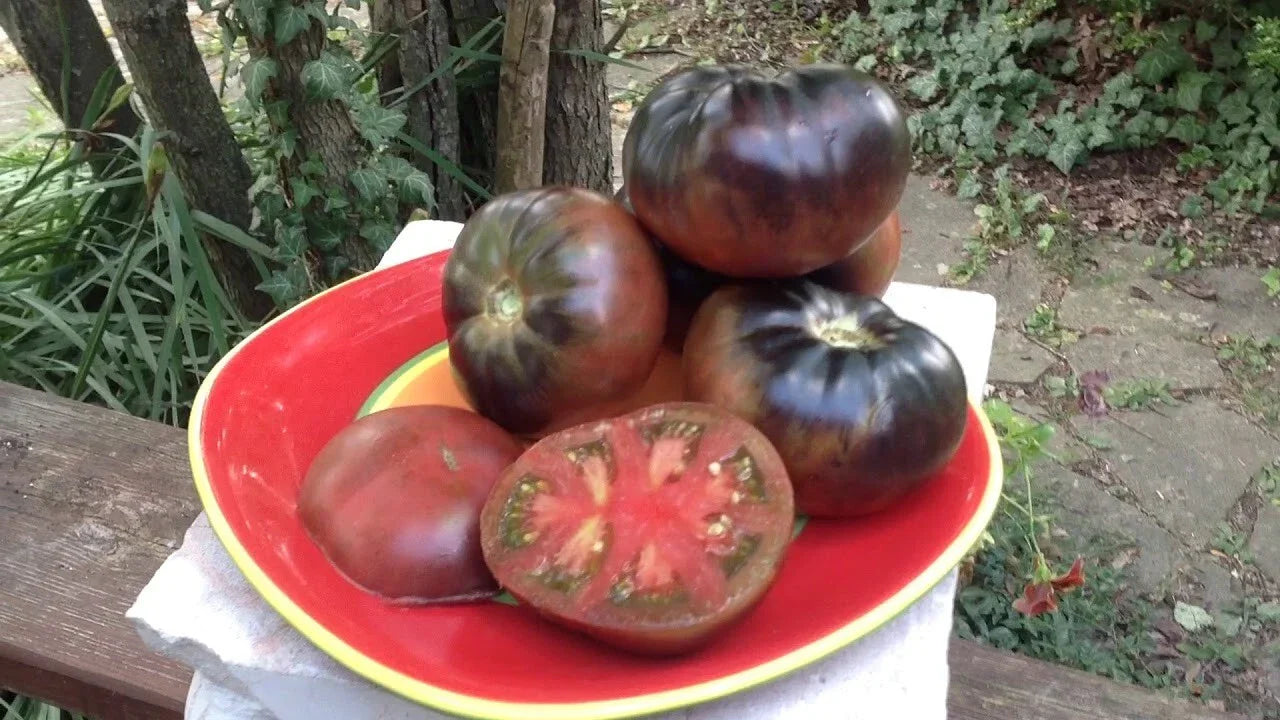 Black Beauty Tomato Seeds - Organic Heirloom - 30+ Seeds - Solanum lycopersicum
