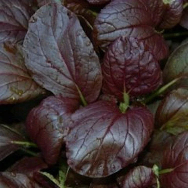 Purple Magic Epic High Pak Choi Hybrid Seeds – Brassica rapa, Non-GMO, Heirloom, Fast-Growing Vegetable Seeds for Home Gardens