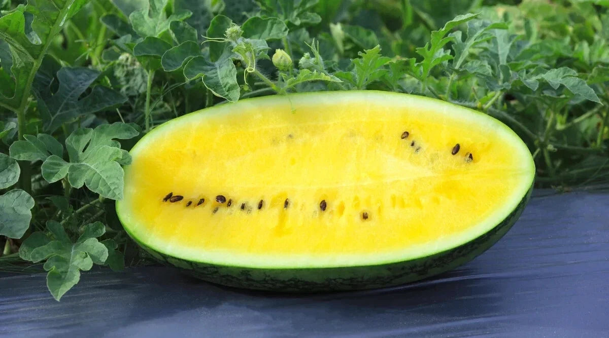 Mountain Sweet Yellow Watermelon Seeds - 50+ Pack Citrullus lanatus Non-GMO, Home Garden, Juicy, Sweet, Yellow Flesh Seeds