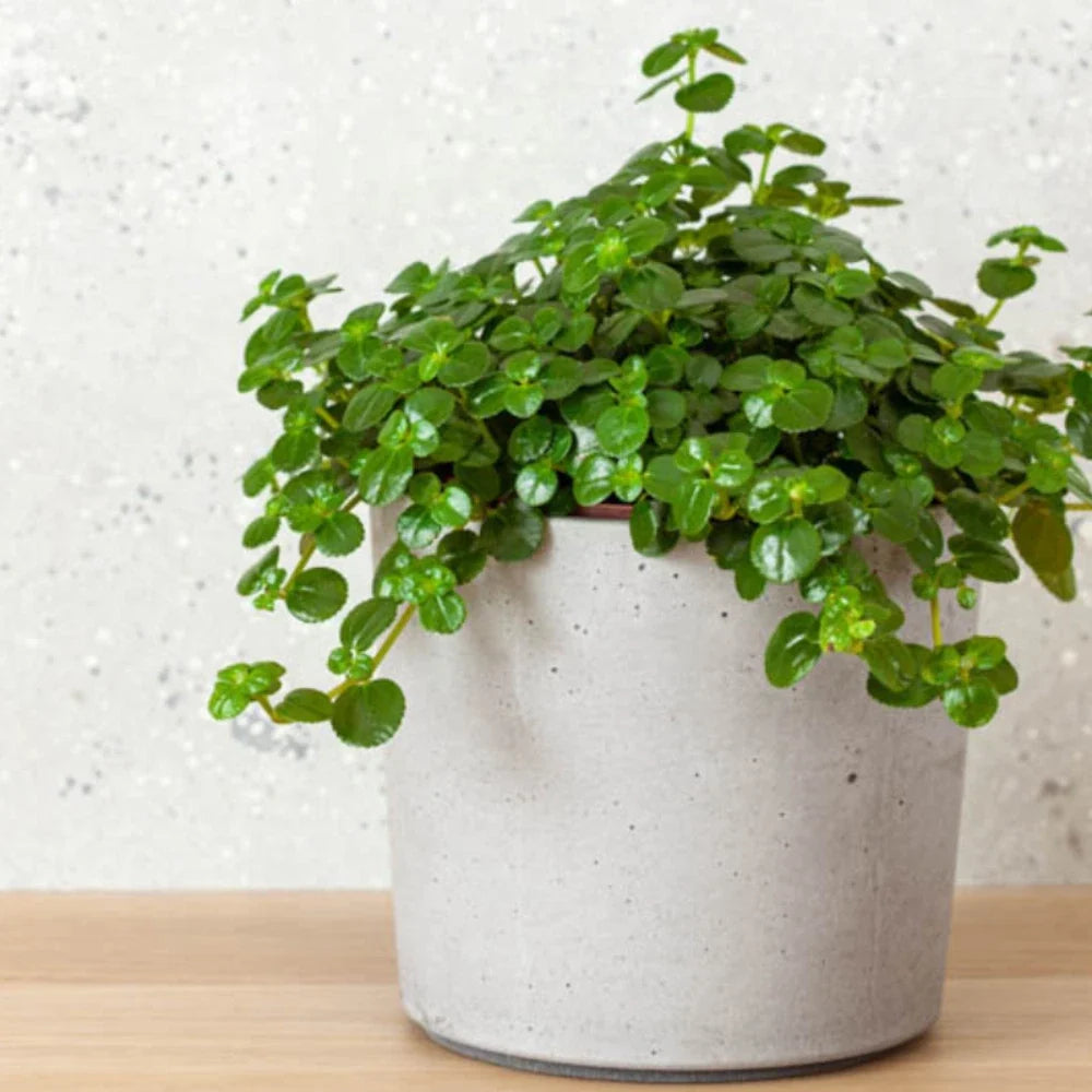 Pilea Baby Tears Live Rooted Starter House Plant, Pilea glauca, Easy Care, Indoor Greenery, Low Maintenance, Buy 2 Get 1 Free