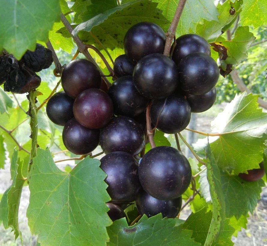 Muscadine Grape Vine Cuttings - 8 Unrooted Vines Vitis rotundifolia Cold Hardy Zone 5-11