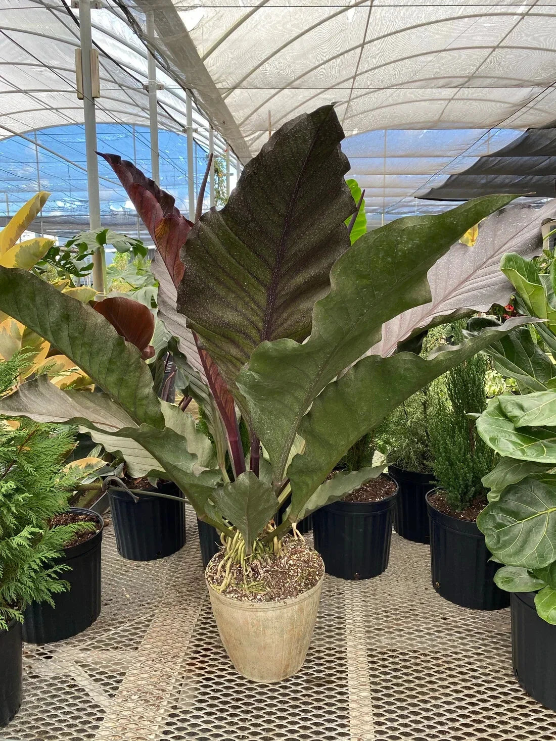 Anthurium Big Red Bird Starter Plant - Small Well-Rooted Anthurium sect. Pachyneurium Indoor Plant