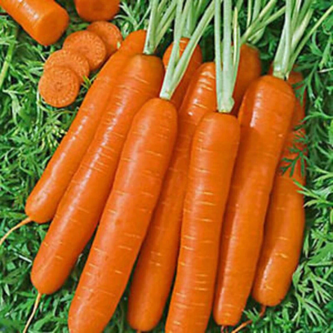 Scarlet Nantes Carrot Seeds - Heirloom Organic Daucus carota for Home Gardening, Full Sun, Easy to Grow, Non-GMO, 250 Seeds