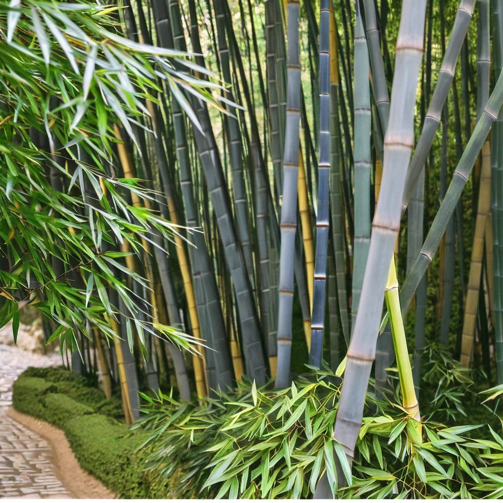 50 Bamboo Seeds Tropical Blue Clumping Privacy Plant for Garden, Shade Screen, Landscaping Bambusa vulgaris
