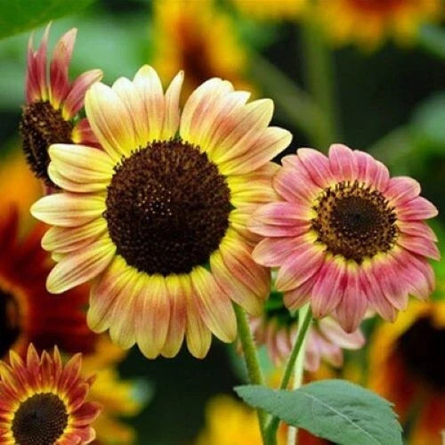 Autumn Beauty Sunflower Seeds - 50+ Colorful Helianthus annuus for Bees, Gardens, Cut Flowers, USA Grown
