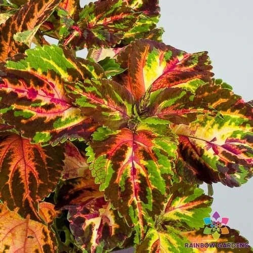 Coleus Seeds - 25+ Superfine Rainbow Multicolour Variety - Solenostemon scutellarioides