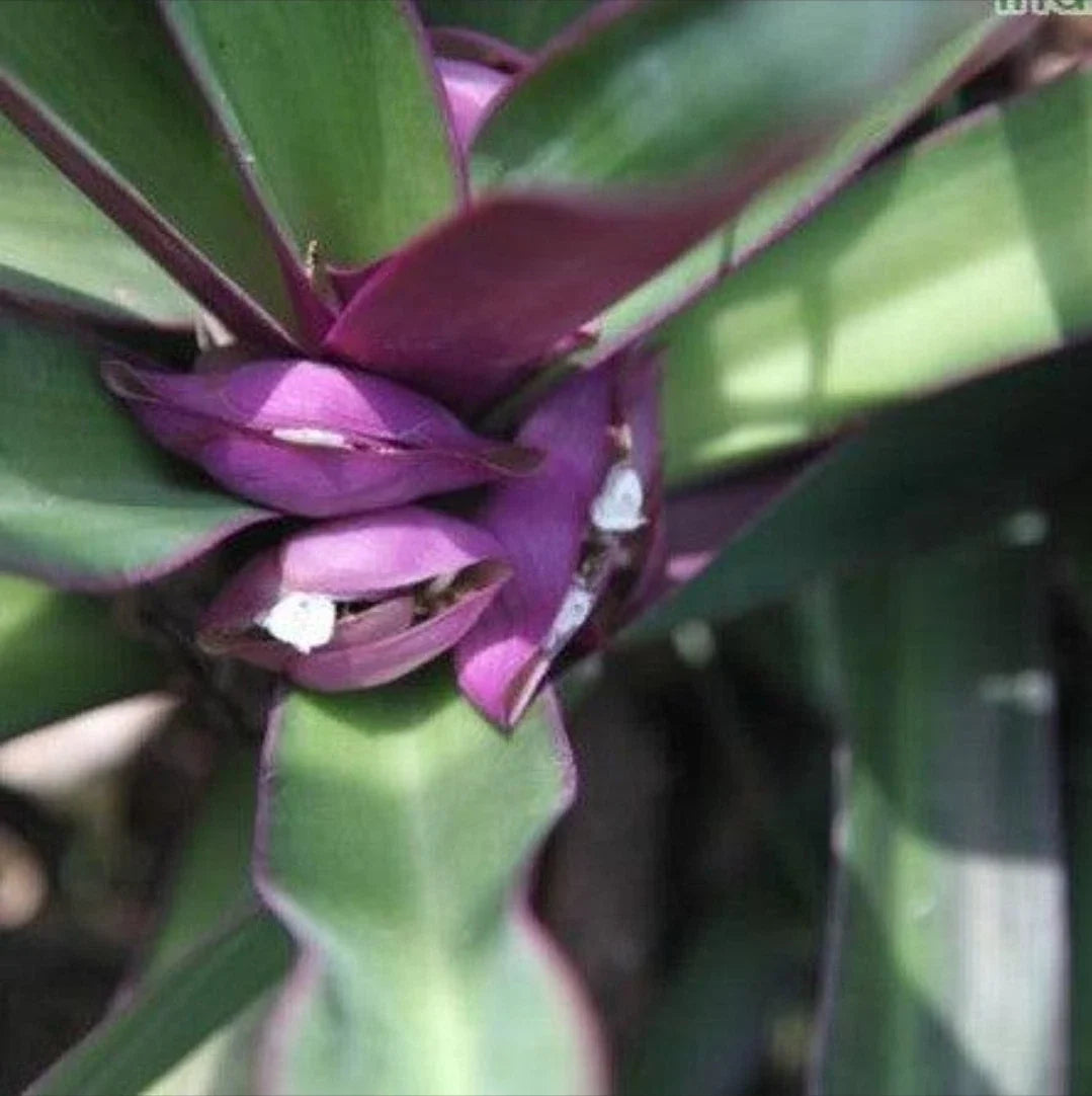 Oyster Plant - Moses in the Cradle 5 Rooted Plants, Purple/Green, Tradescantia spathacea, Indoor/Outdoor Gardening