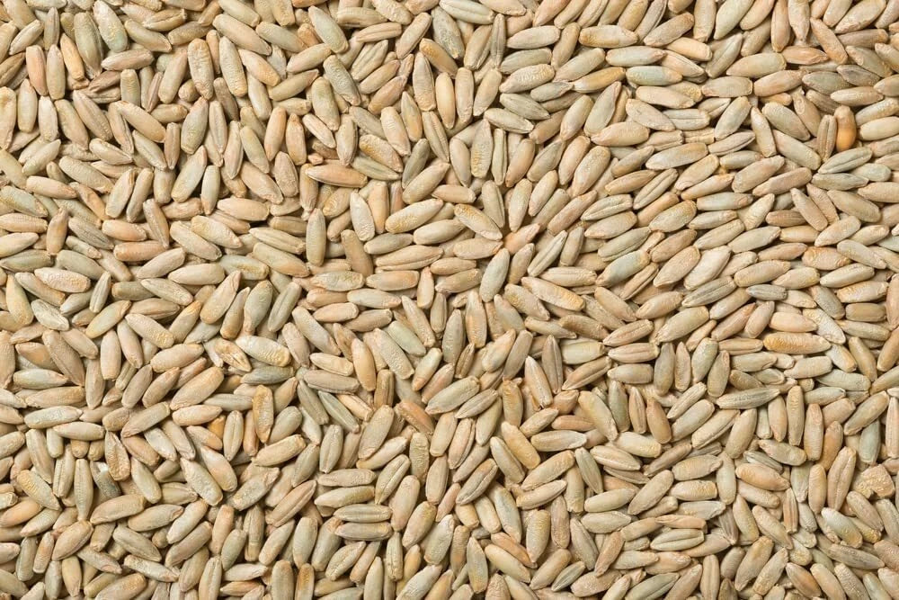 Rye Berries 4 Pounds Whole Grain Secale cereale High Fiber Iron Non-GMO Made in USA