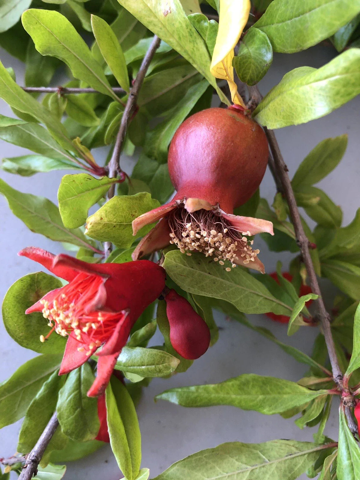 Pomegranate Cuttings 15 Pack - Punica granatum Fruit-Bearing Shrubs for Gardening & Landscaping