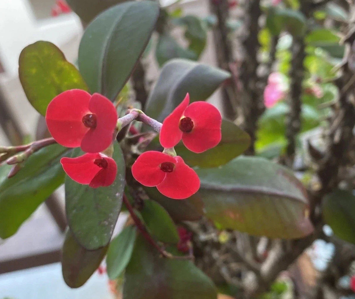 Euphorbia Milii Rooted Cutting | Crown of Thorns with Small Red Flowers | Easy Care Succulent Plant