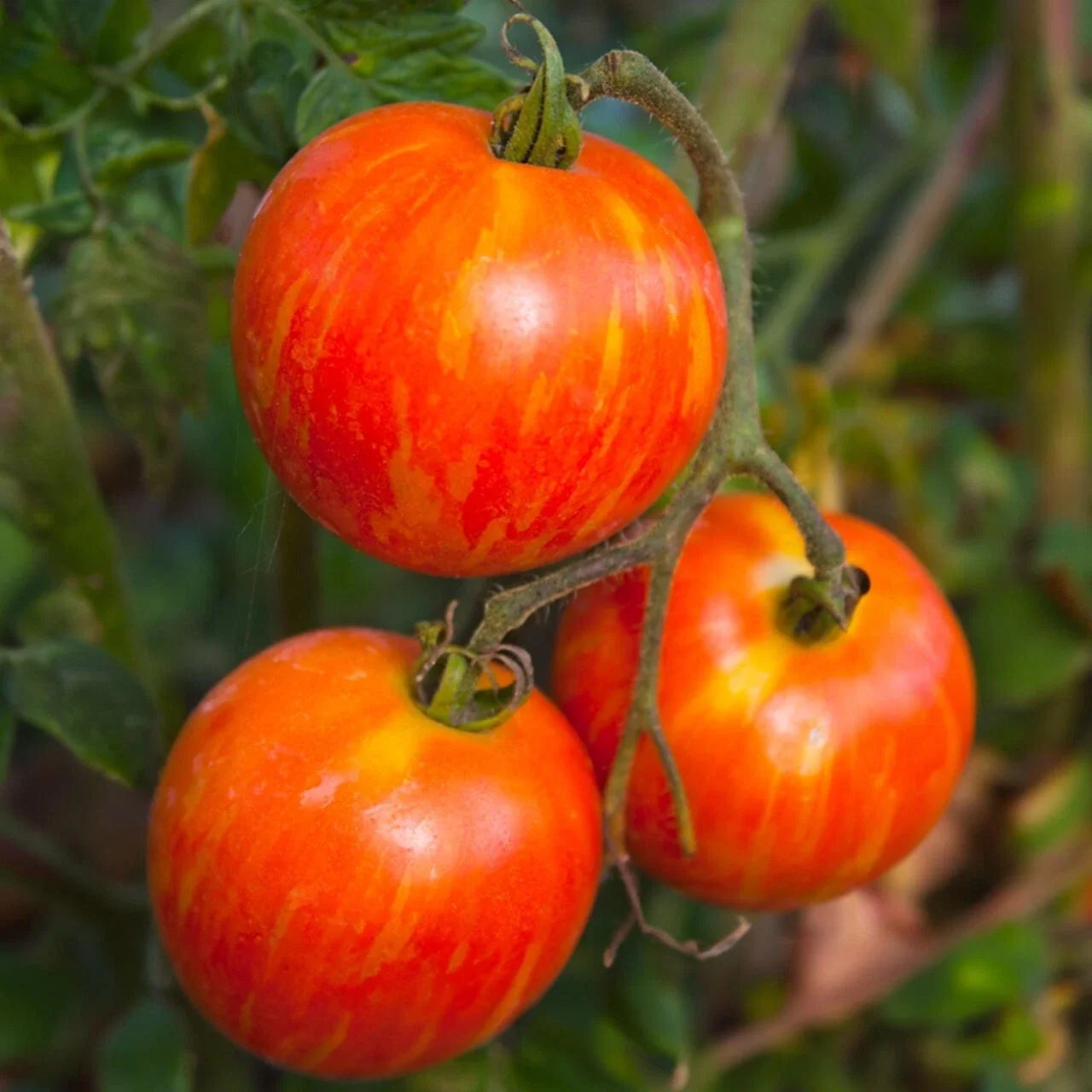 Red Zebra Tomato Seeds - Organic Heirloom Lycopersicon esculentum 20-Pack, Striped Red and Yellow Fruit, USA Grown