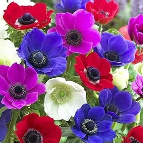 Anemone De Caen Flower Bulbs - 25 Pack Mixed Colors - Vibrant Spring Blooms