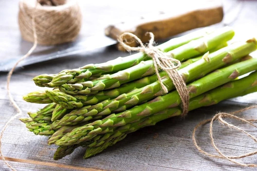Jersey Knight Asparagus Bare Root Plants - 2-Year Crowns, Perennial Vegetable, Easy to Grow, Asparagus officinalis