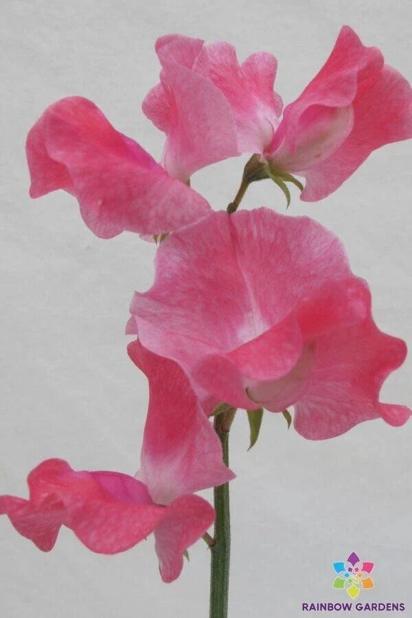 Tara Sweet Pea Seeds - Organic Lathyrus odoratus Climbing Vine for Garden, 50+ Seeds, Fragrant Blooms, Easy to Grow
