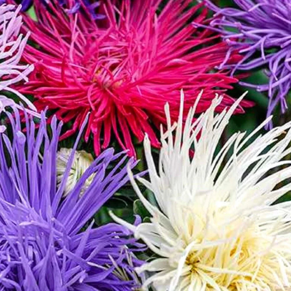 Crego Giant Mixture Aster Seeds - NON-GMO Heirloom Flower Seeds - Bulk Pack