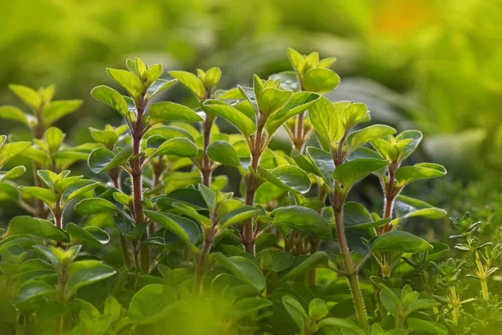 Sweet Marjoram Seeds for Planting - 100 Count, Perennial Herb, Origanum majorana, Compact Growth, Aromatic Leaves