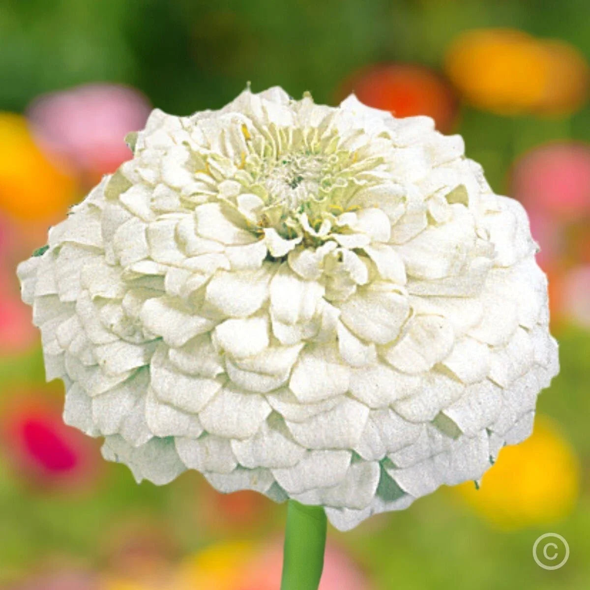 White Zinnia Seeds - Double Flowered Polar Bear Variety - Attracts Bees & Butterflies - Zinnia elegans - Seed Packet, 100+