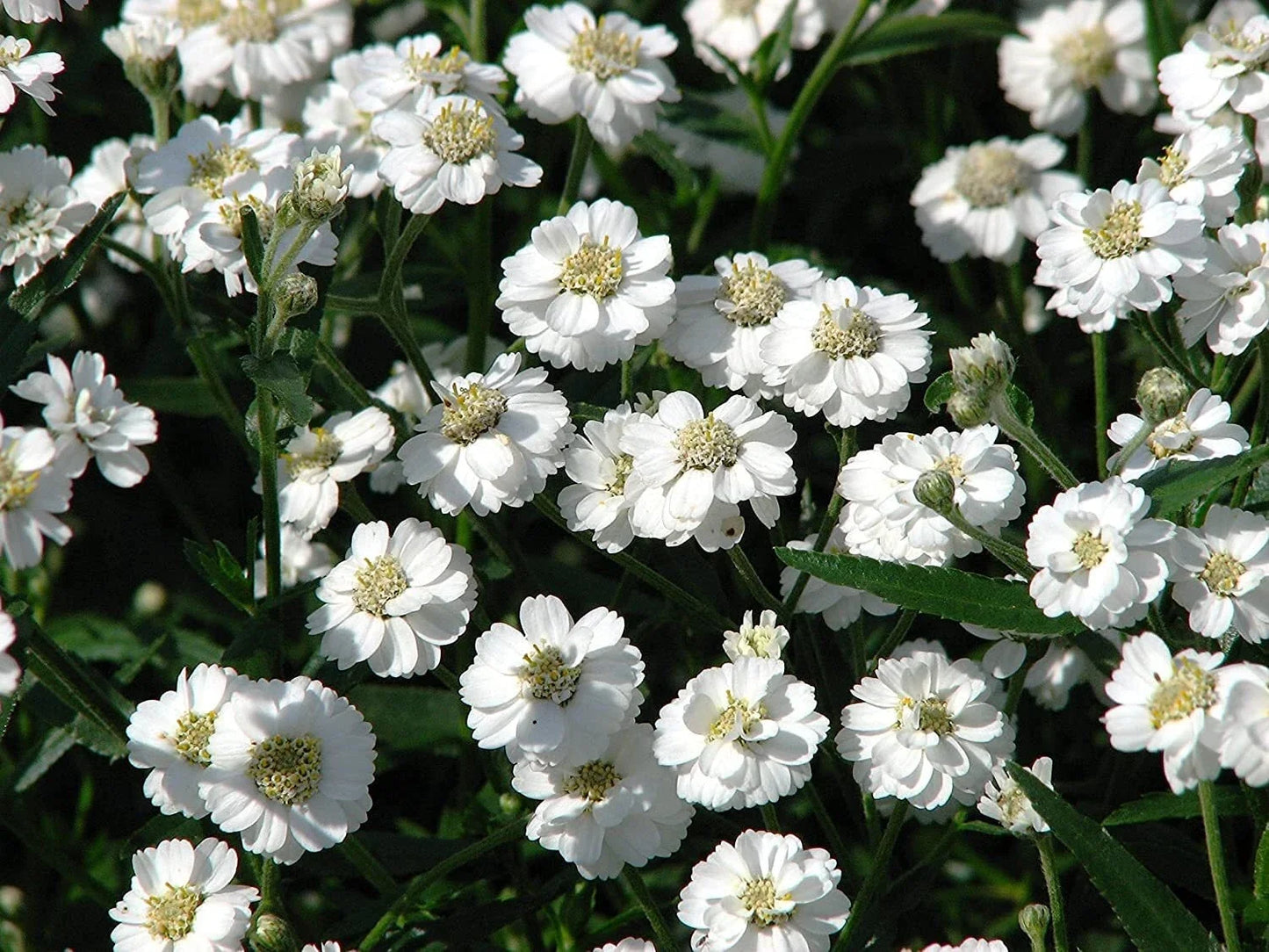 Sneezewort Seeds - 200 Pack - Achillea ptarmica Perennial Herb for Gardens, Pollinator Attracting, White Flowers