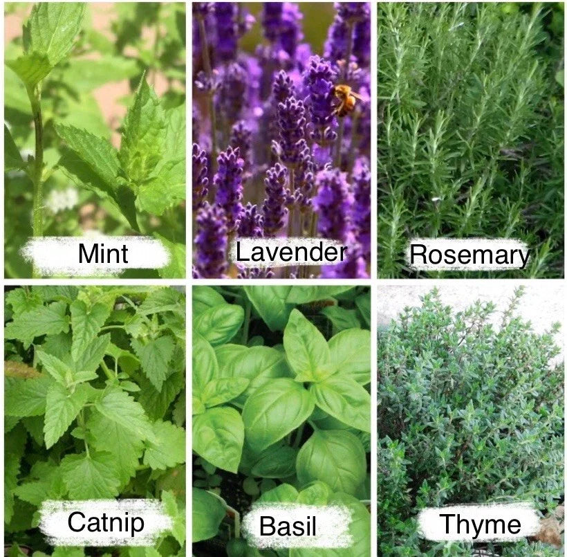 Culinary Herb Seeds Pack - Mint, Lavender, Thyme, Rosemary - 2525 Seeds for Cooking & Gardening