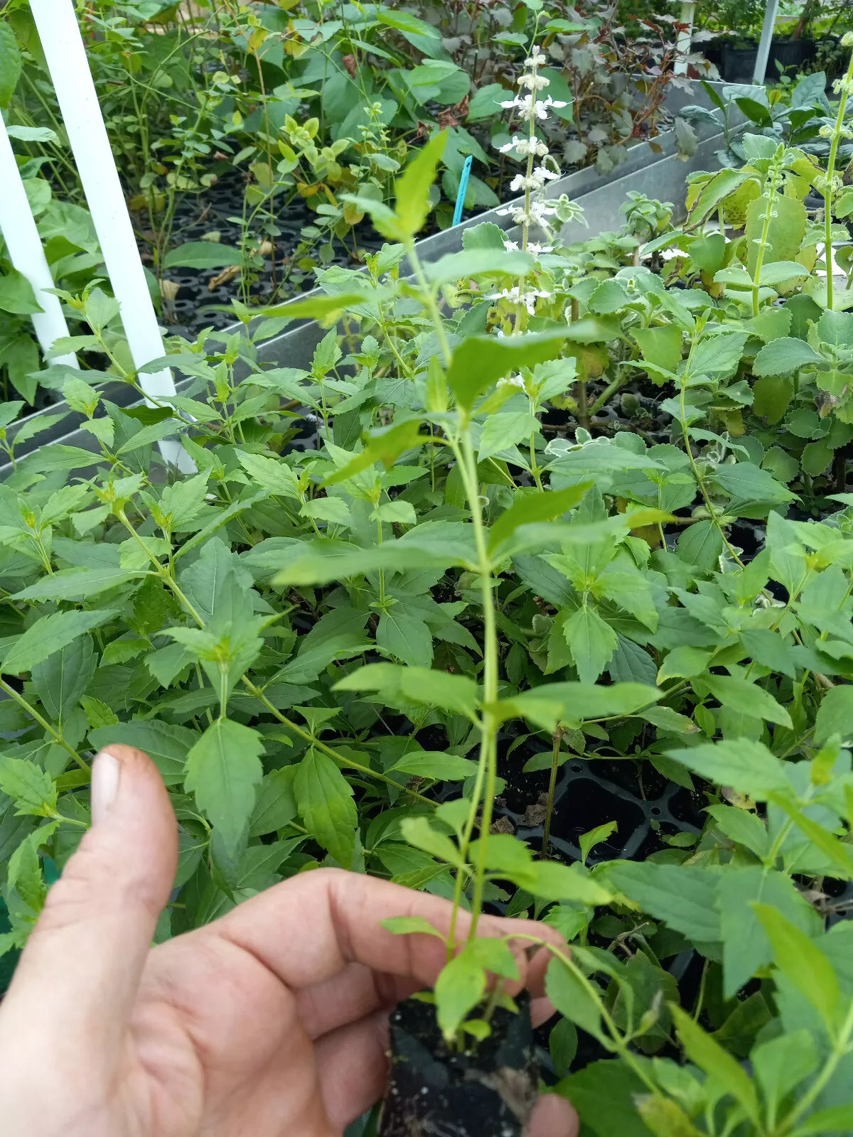 Mexican Dream Catching Herb Live Plant - Calea Zacatechichi - 6-10 Inch Medicinal Tea Plant - Cold Tolerant Shrub for Garden