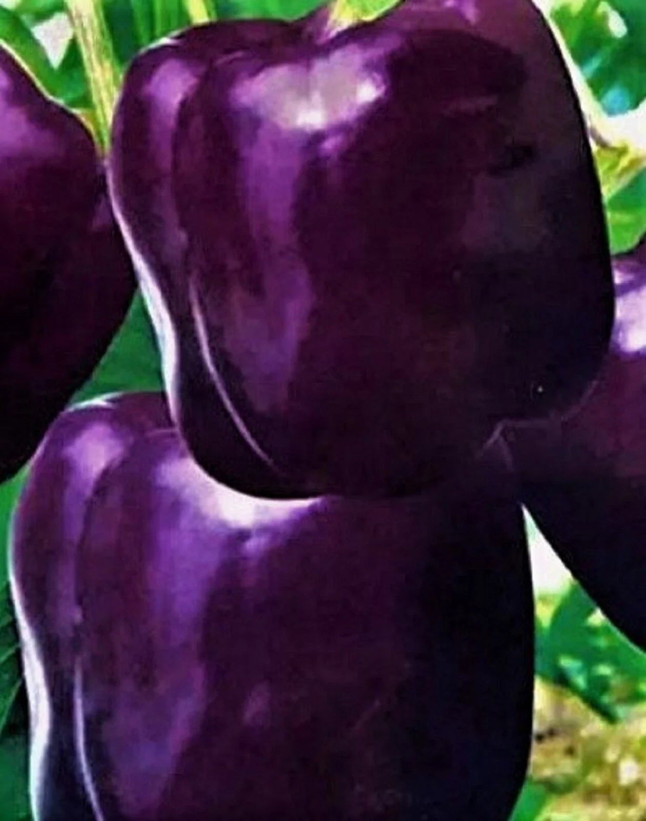 Purple Beauty Pepper Seeds – Non-GMO Heirloom Capsicum annuum for Home Gardening, Container or Garden Bed Cultivation